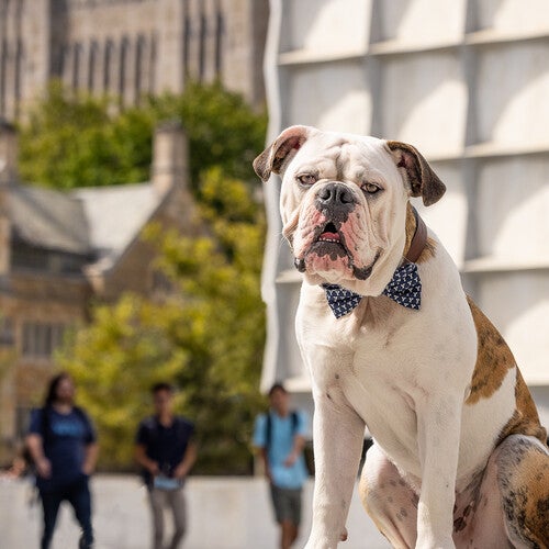 Yale’s most celebrated resident is Handsome Dan, the English Bulldog that serves as the university’s mascot. He’s often seen taking walks on campus, attending athletic events, and hanging out at his home base, the ƵVisitor Center.